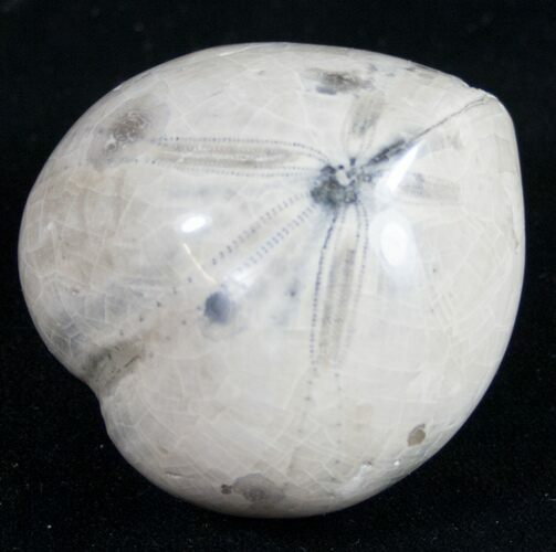 Polished Fossil Sea Urchin (Micraster) #9717